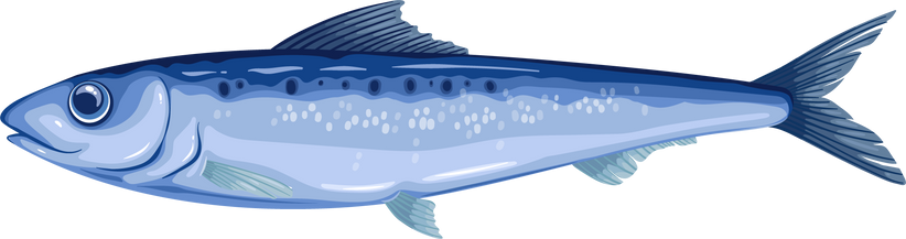 Sardine